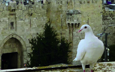 Wir sind heute hier, den Frieden zu erflehen.