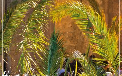 Domradio-Video informiert über Palmsonntagskollekte