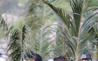 Domradio berichtet über die Palmsonntagskollekte